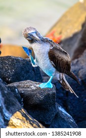 blue footed boobie mating ritual